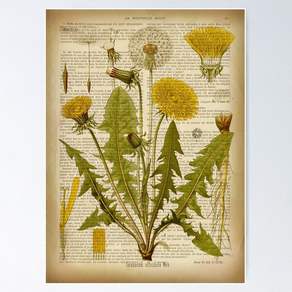 Artikel-Vorschau von Botanischer Druck, auf alter Buchseite - Löwenzahnblüten, designt und verkauft von Art by Lilia.