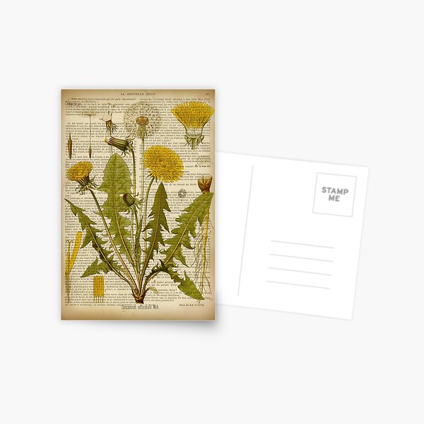 Botanical print, on old book page - dandelion flowers Postcard