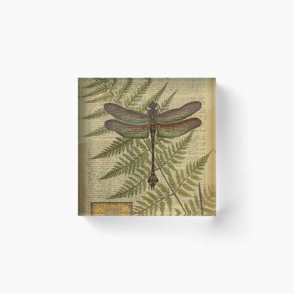 Botanical print, on old book page - Fern and dragonfly Acrylic Block