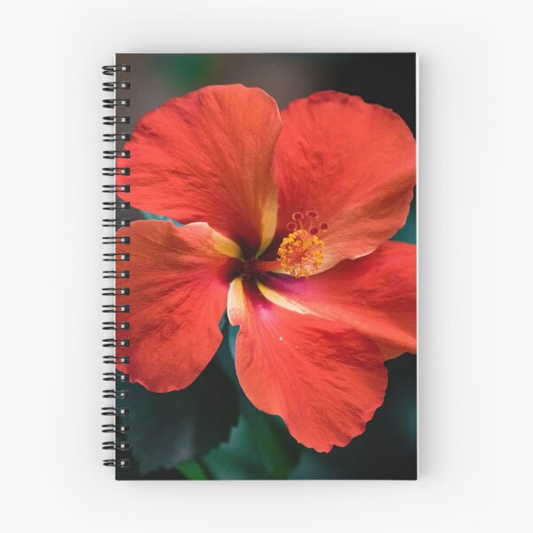 Artikelvorschau, Rote Hibiskusblüte entworfen und verkauft von bittervictory.