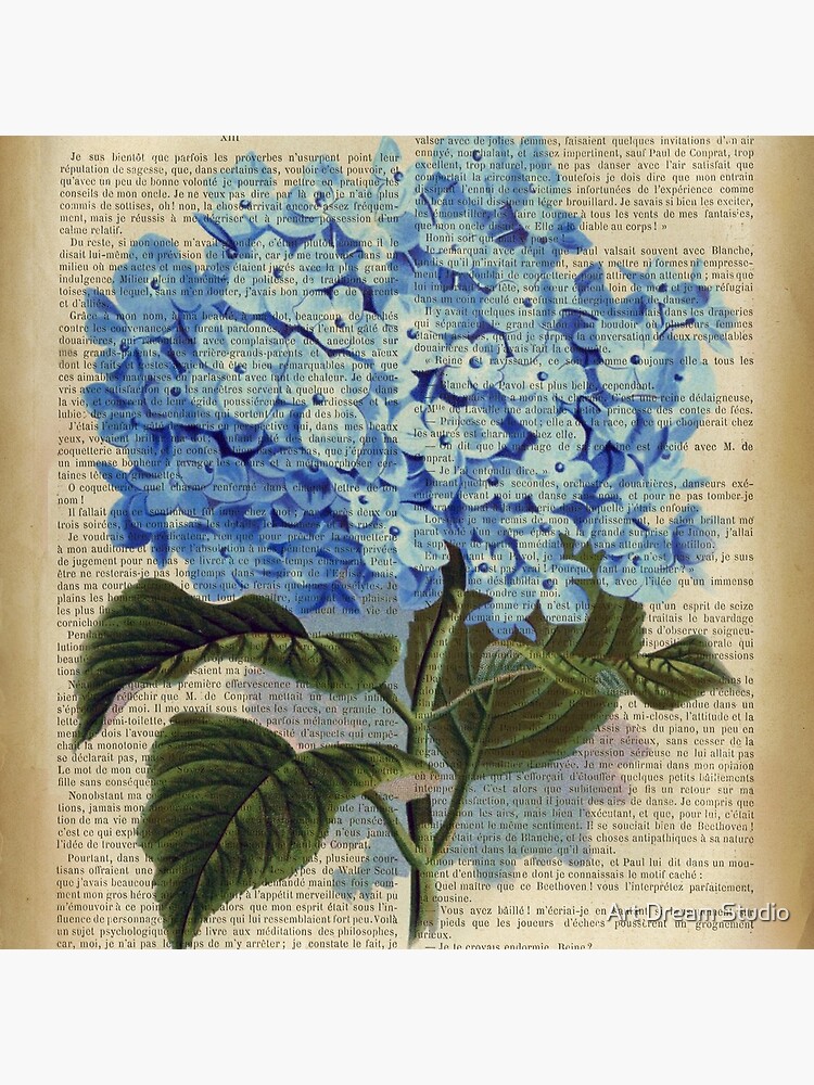 Botanical print, on old book page - Blue Hydrangea flowers by lldd11