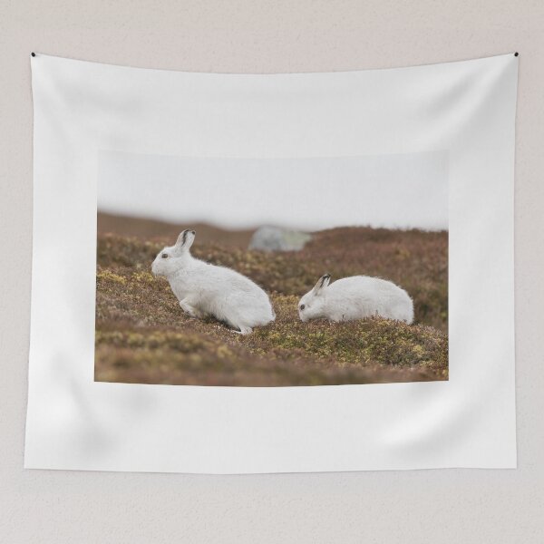 Item preview, white mountain hares designed and sold by chanonry.