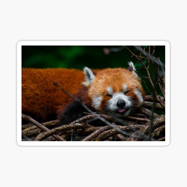 Item preview, Red Panda Blep designed and sold by bittervictory.