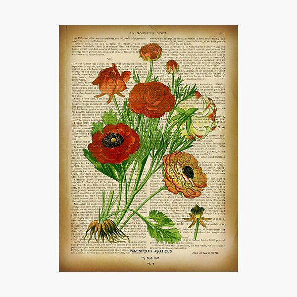 Botanical print, on old book page - Nasturtium Tapestry for Sale