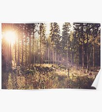 Dreamy forest Poster