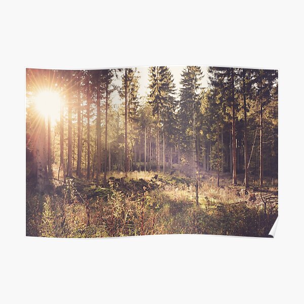 Verträumter Wald Poster