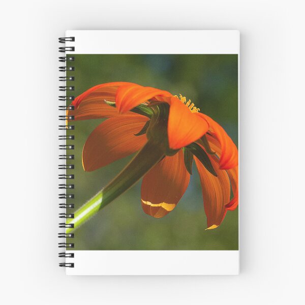 Item preview, Mexican Sunflower designed and sold by Brenda Burnett.