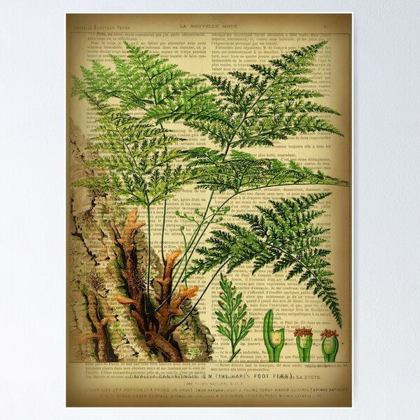 Botanical print, on old book page - Mandragora Tapestry for Sale by Art  Dream Studio