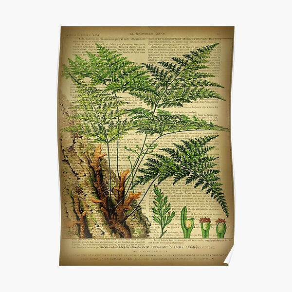 Botanical print, on old book page - Fern Poster