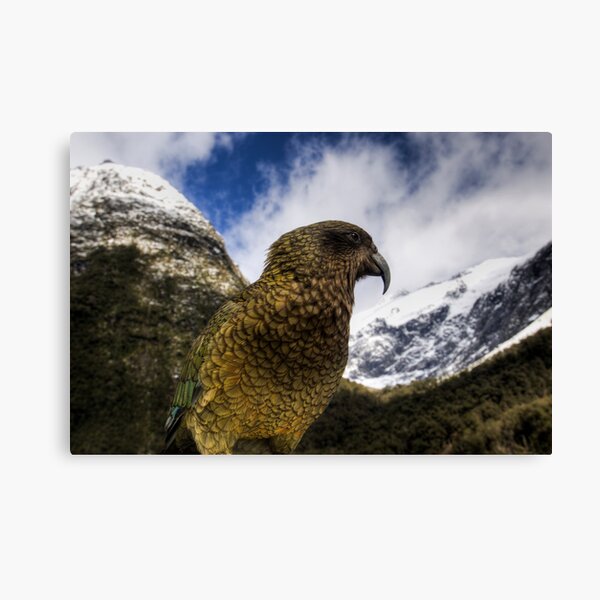 Cheeky Canvas Print