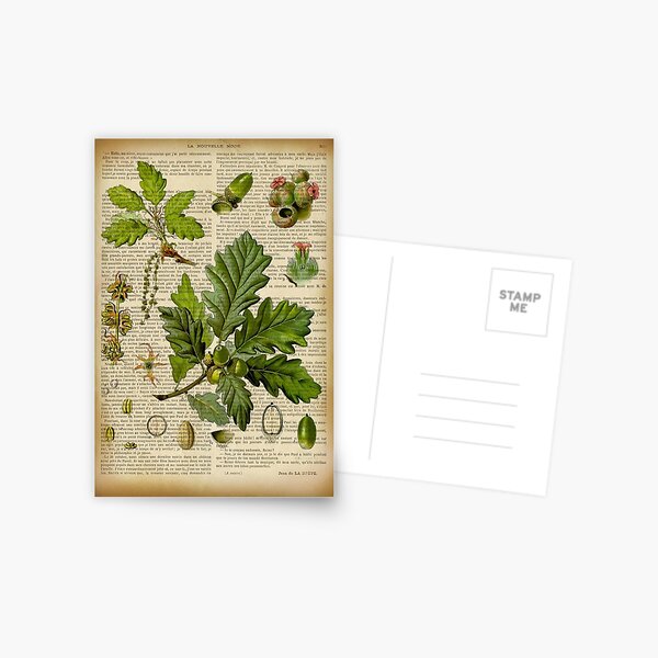 Botanical print, on old book page - Oak Postcard