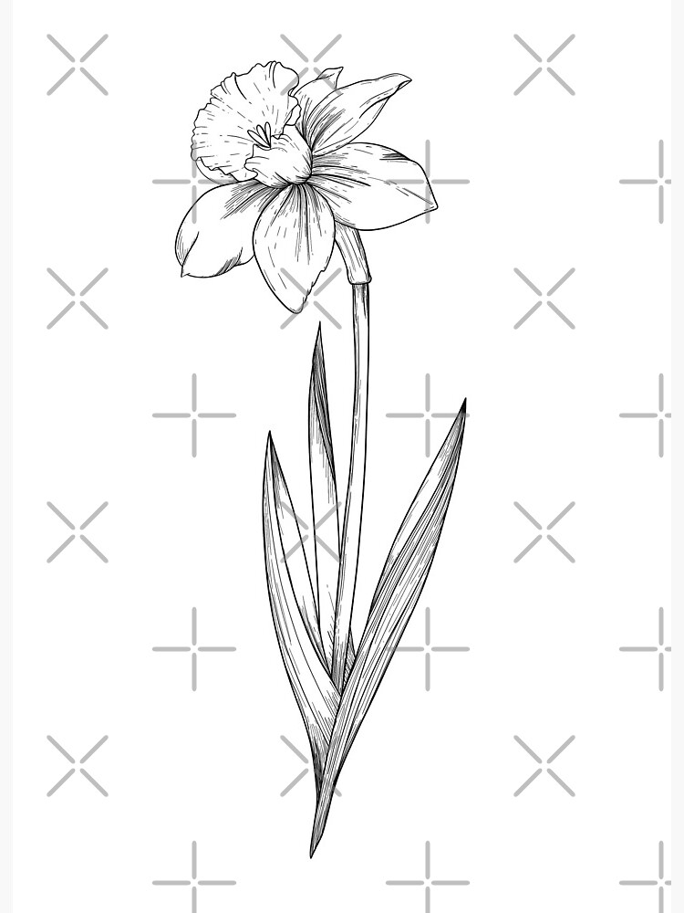 Free Vintage Daffodil Flower Drawings & Pictures In The Public Domain -  Picture Box Blue
