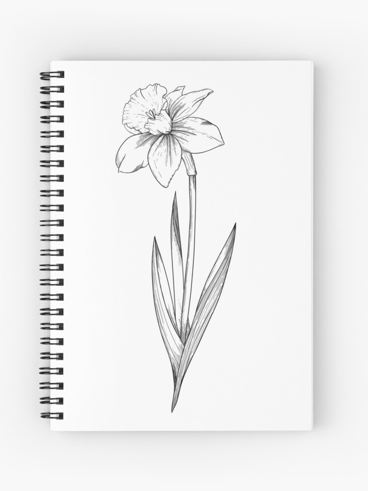 Easy How to Draw a Daffodil Tutorial and Daffodil Coloring Page