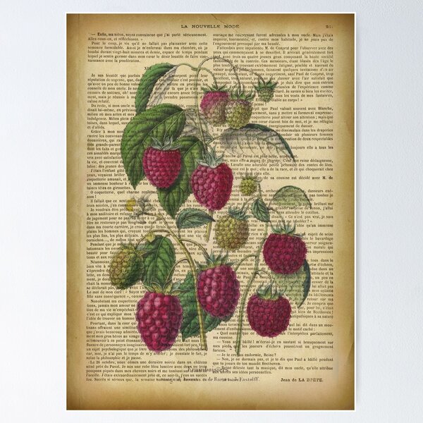 Artikel-Vorschau von Botanischer Druck, auf alter Buchseite - Himbeere, designt und verkauft von Art by Lilia.