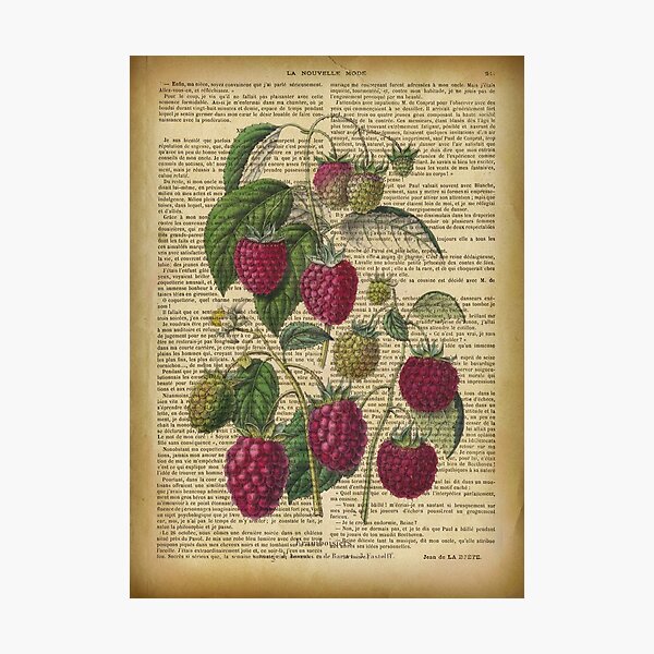 Item preview, Gravure botanique sur une page de livre ancien - Framboise designed and sold by Art by Lilia.