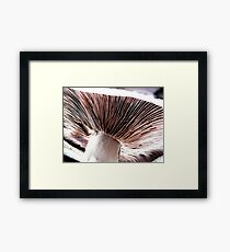 Underneath a field mushroom Framed Print