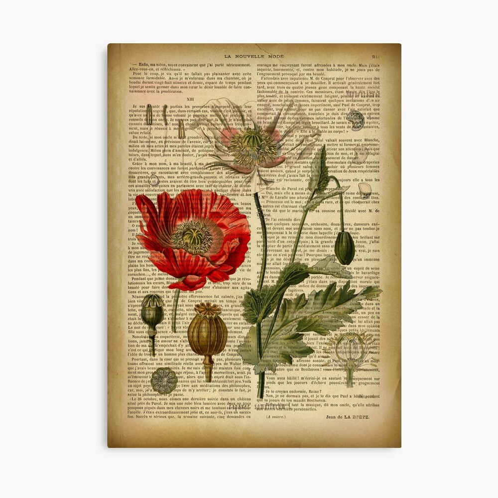 Botanical print, on old book page - poppies