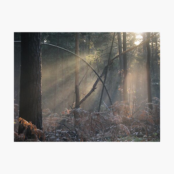 Item preview, The light in the forest designed and sold by Kaat.