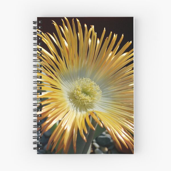 Item preview, Ihlenfeldia excavate – AIZOACEAE designed and sold by Magriet Meintjes.