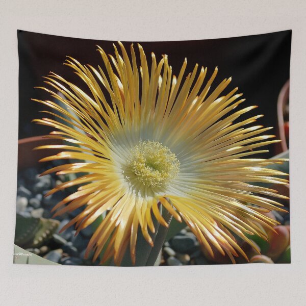 Item preview, Ihlenfeldia excavate – AIZOACEAE designed and sold by Magriet Meintjes.