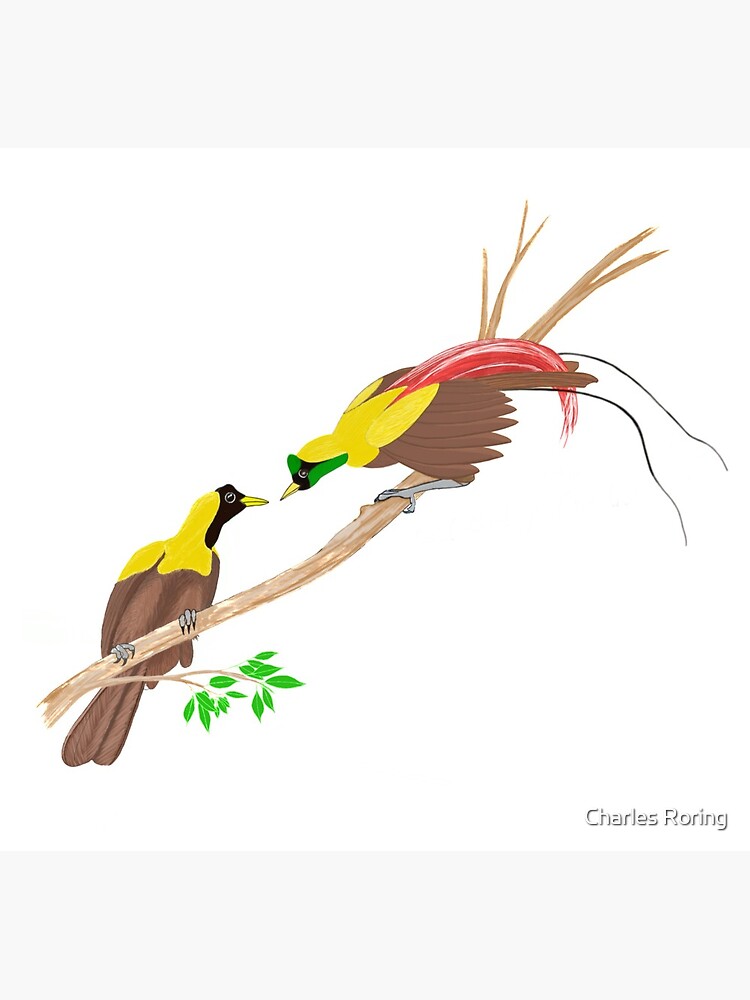 Red Bird of Paradise Couple by leororing