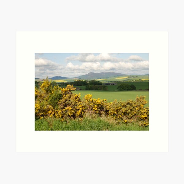 The Bloomin Yellow Month Of May Art Print