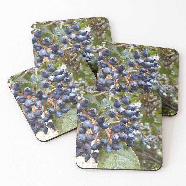 Item preview, 1st the Seeds Then the Flowers. Blue black loved by Australian Rosella's. designed and sold by RitaBlom.