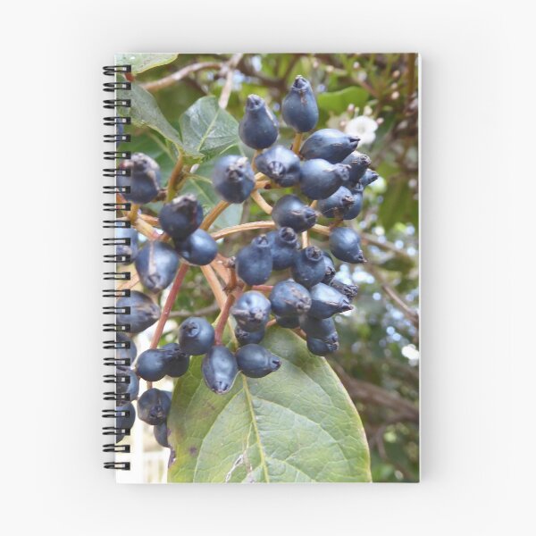 Item preview, 1st the Seeds Then the Flowers. Blue black loved by Australian Rosella's. designed and sold by RitaBlom.