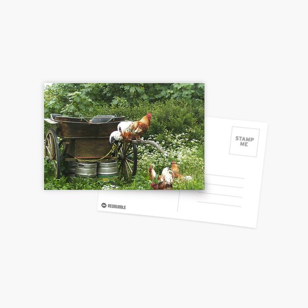When the rooster crows... Postcard
