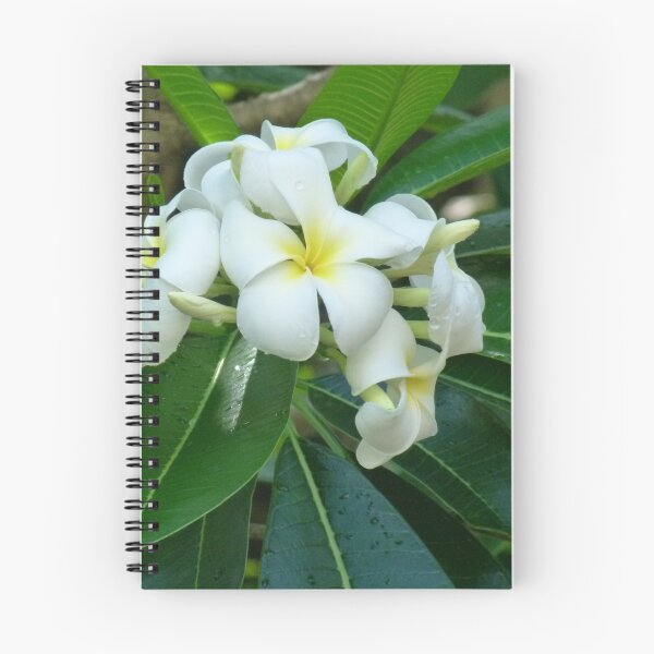 Artikelvorschau, Duftender Frangipani entworfen und verkauft von Lola P.