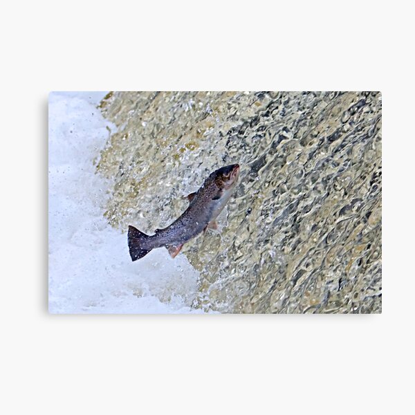 Leap of Faith Canvas Print