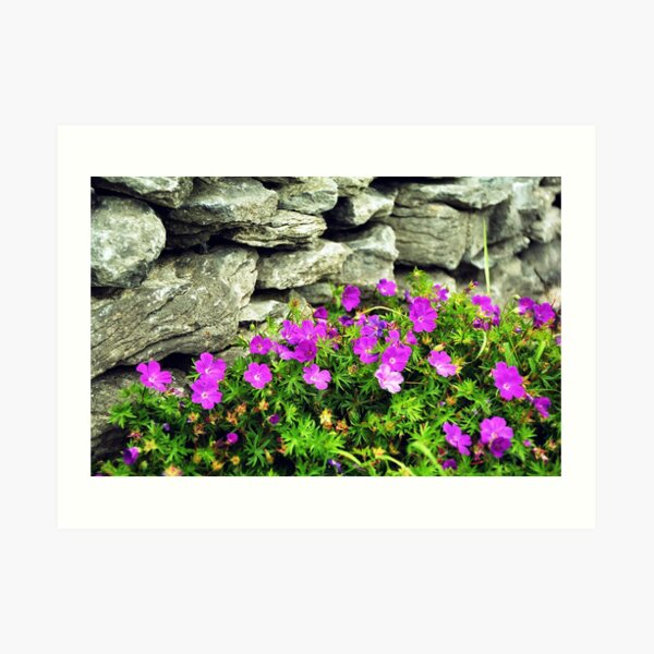 Bloody Crane's Bill and drystone wall Art Print