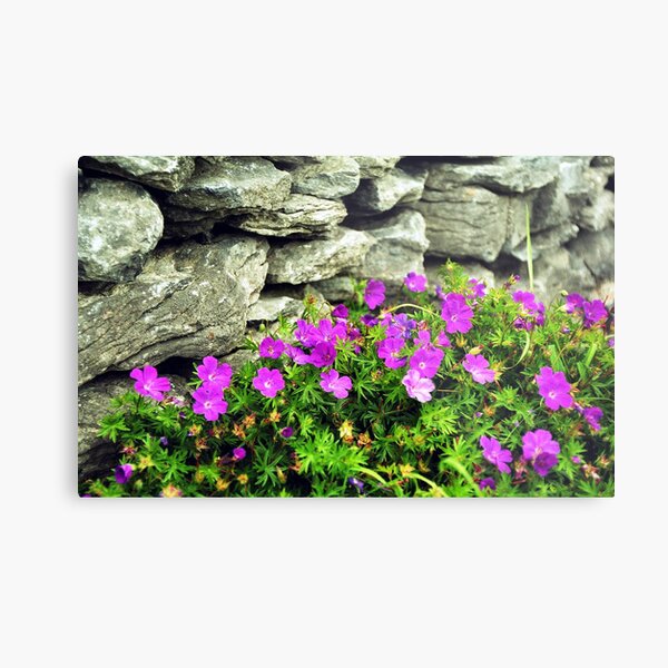 Bloody Crane's Bill and drystone wall Metal Print