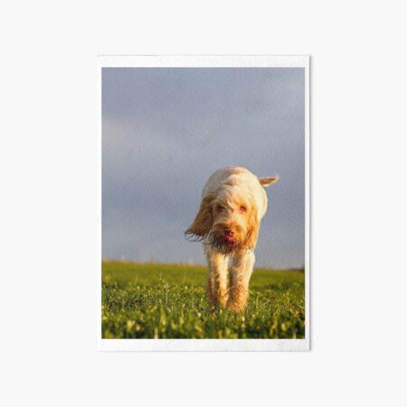 Time to taste the wind Spinone Art Board Print