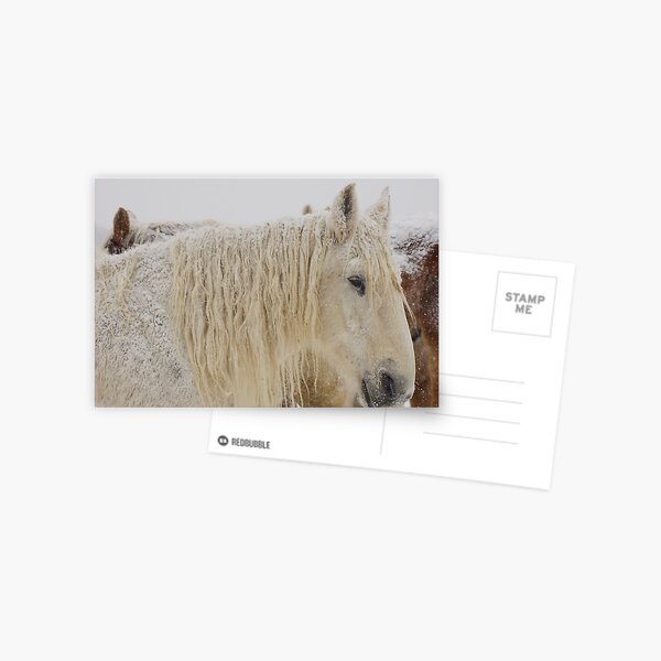 Knight of Dreams First Snow Postcard