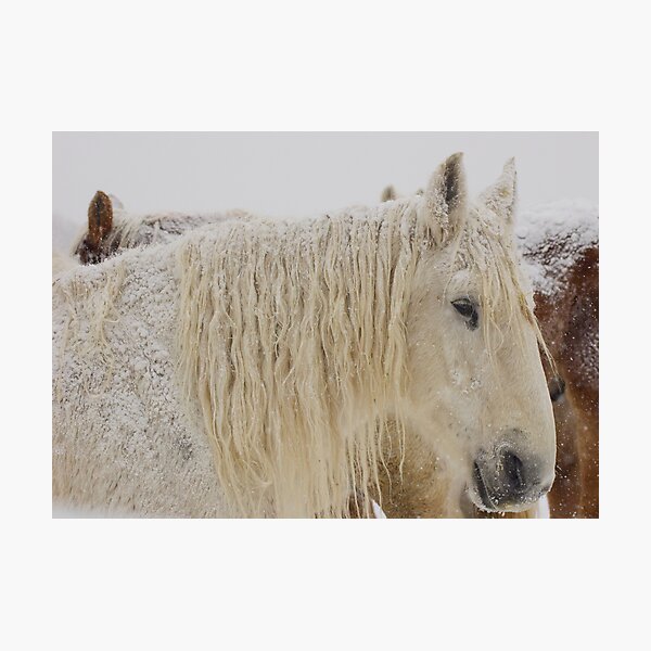 Knight of Dreams First Snow Photographic Print