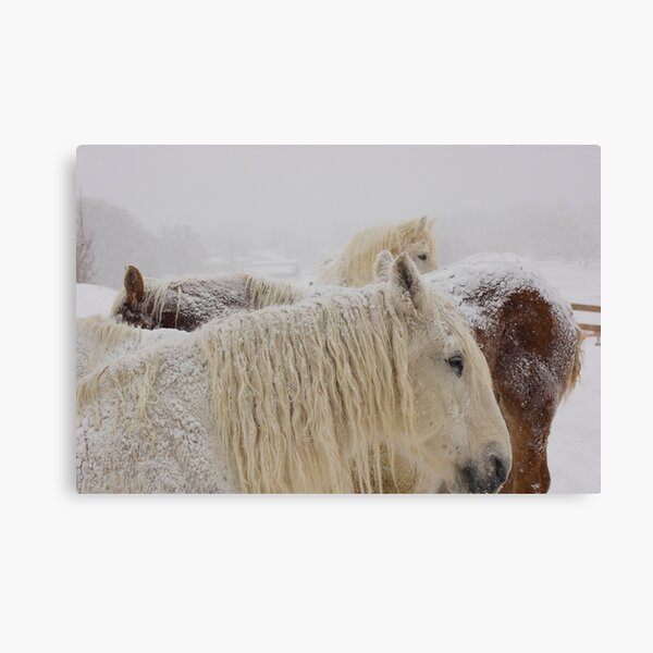 First Snow Canvas Print