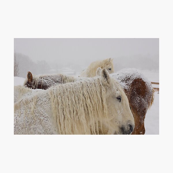 First Snow Photographic Print