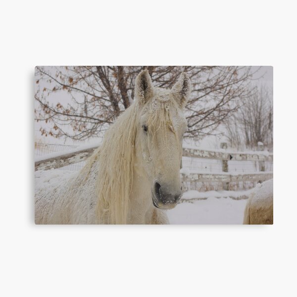 Snow Flakes on Knight Canvas Print