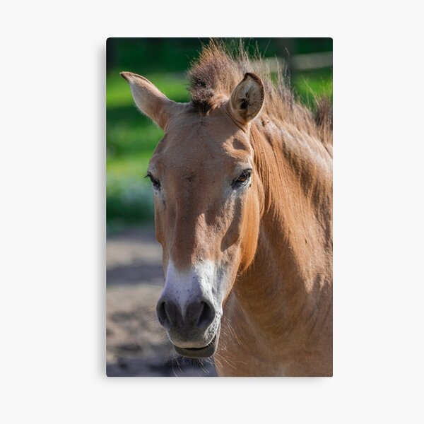 Aperçu de l'œuvre Portrait de tête de cheval de Przewalski créée et vendue par Martin Leber.