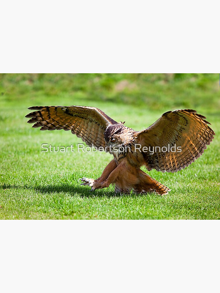 Swoop by Sparky2000
