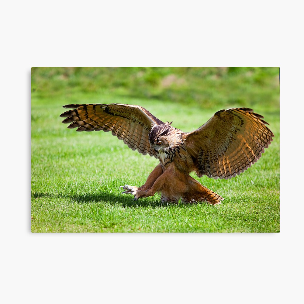 Swoop Canvas Print