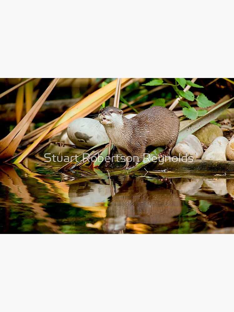 Oriental Small-clawed Otter by Sparky2000