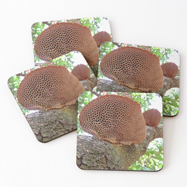 Item preview, Hairy Hexagonia Fungi designed and sold by Linda Walsh.