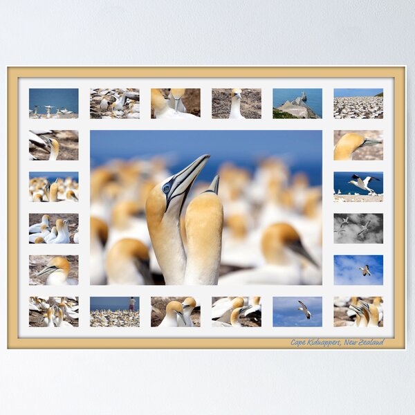 Item preview, Gannets at Cape Kidnappers, New Zealand designed and sold by Brenda Anderson.
