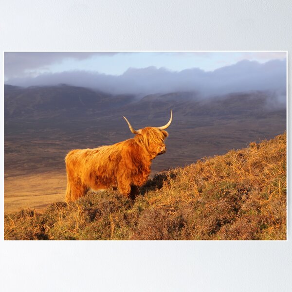 Item preview, Highland Cattle Landscape designed and sold by naturalnomad.