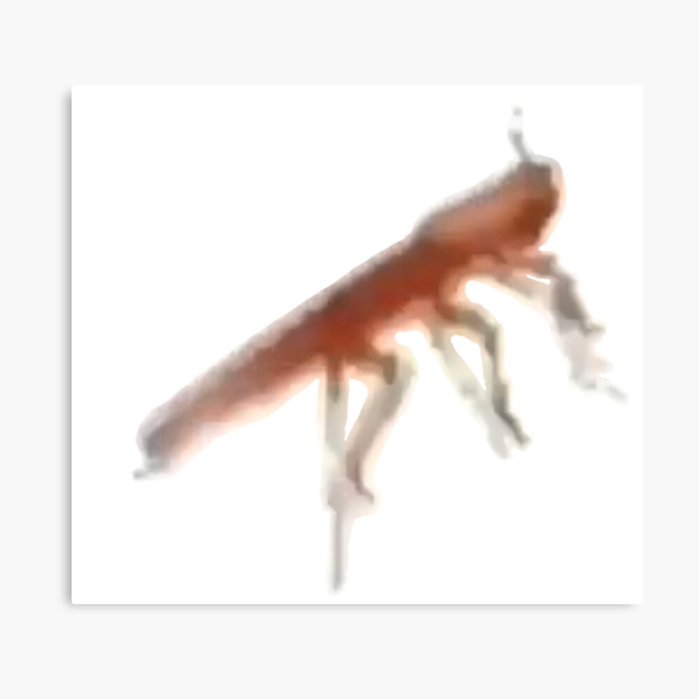 dancing cockroach