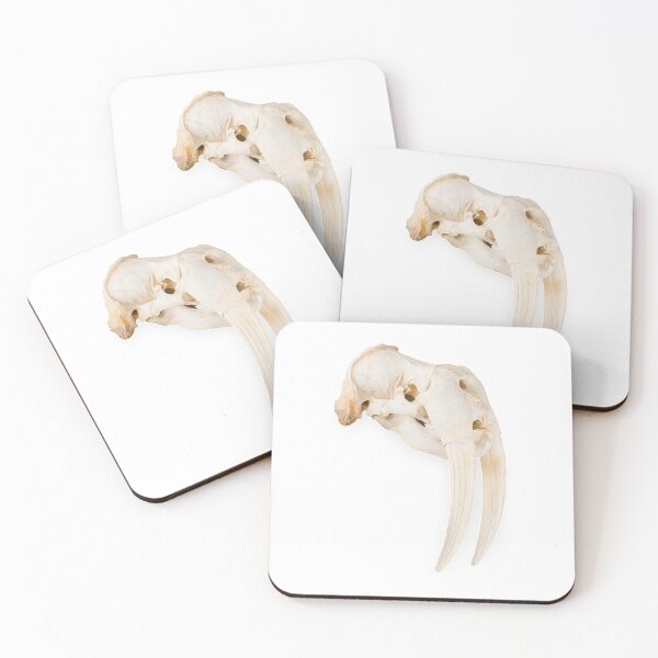 Item preview, Taxidermy Walrus Skull designed and sold by AHSstore.