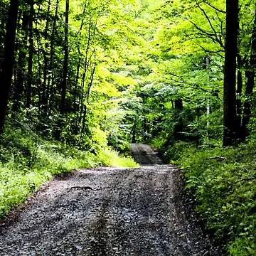 Artwork thumbnail, Forest Rd by dave-settle