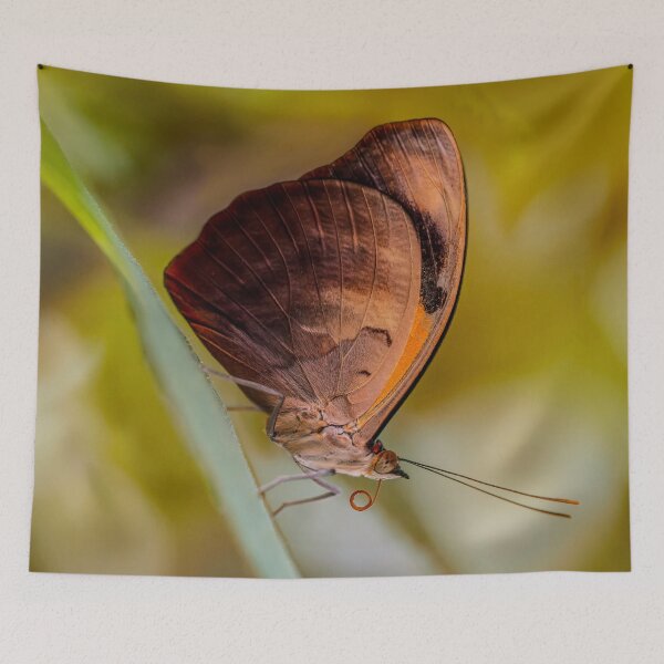 Item preview, Amber Butterfly designed and sold by JBlaminsky.